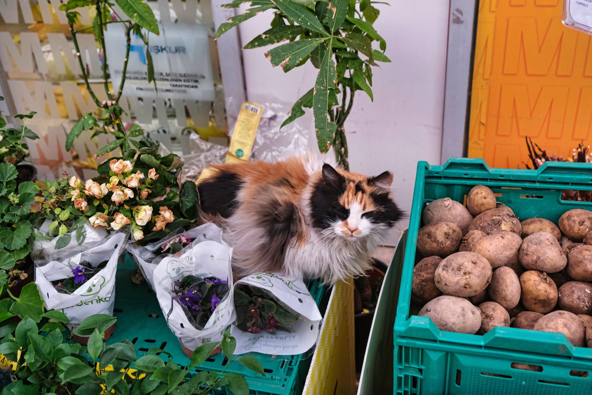 Чи можуть коти їсти картоплю