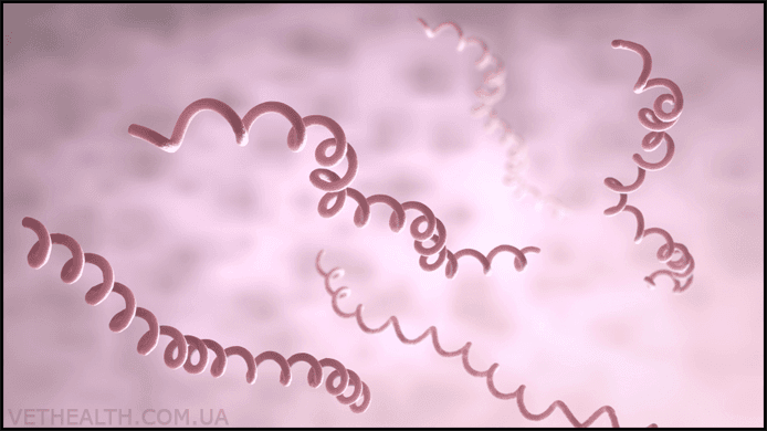 Borrelia burgdorferi під електронним мікроскопом