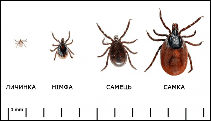Кліщі роду Ixodes різної статті і різної стадії розвитку