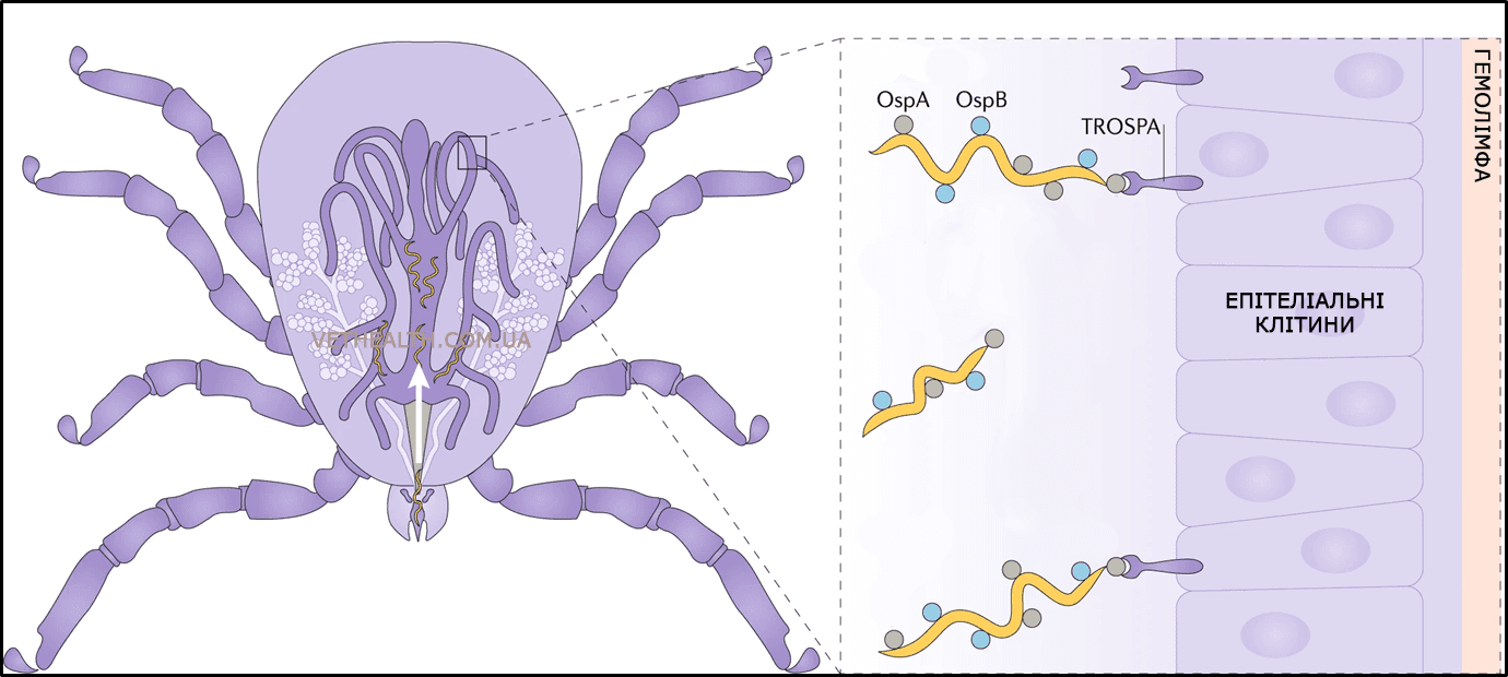Прикріплення борелій до кишечника кліща за допомогою білків зовнішньої поверхні А